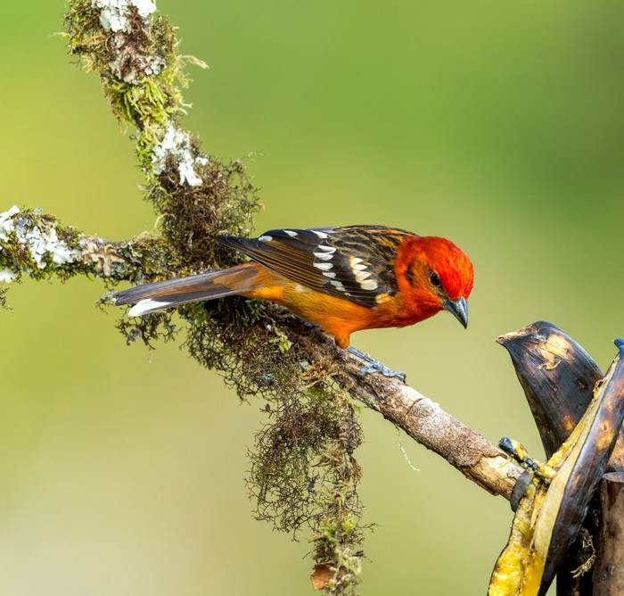 flame-colored-tanager-piranga-bidentata_55180731067_o.jpg