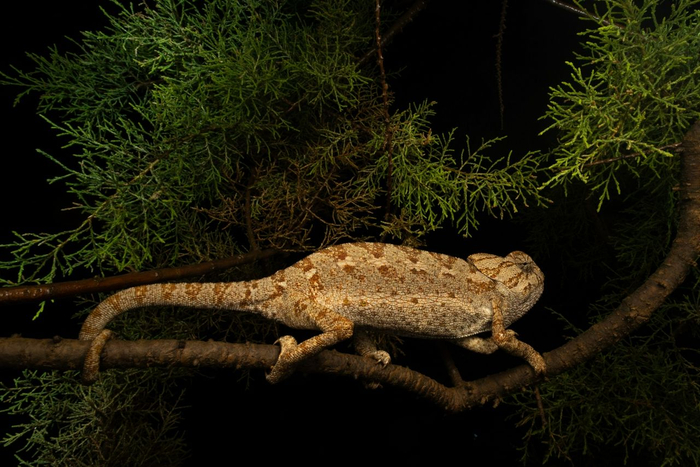 Mediterranean Chameleon (Chamaeleo chamaeleon) © Simone Giachello Image