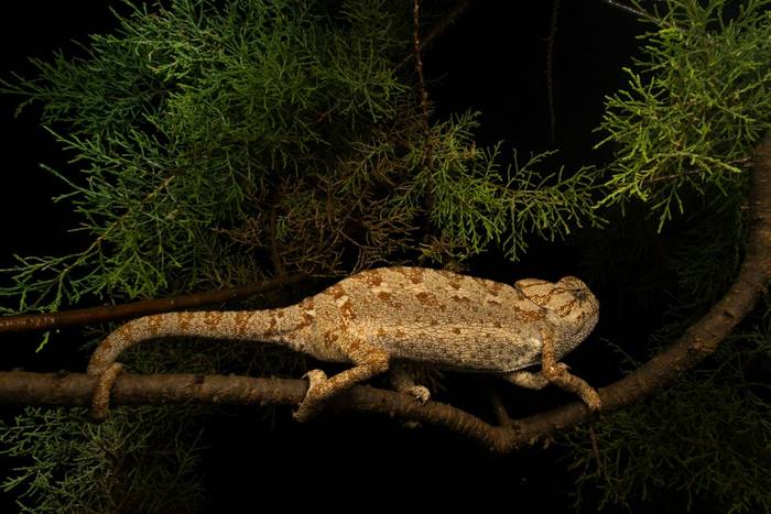 Mediterranean Chameleon (Chamaeleo chamaeleon) © Simone Giachello, May 2025 tour