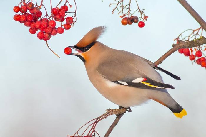 Bohemian Waxwing - Bombycilla garrulus - feeding on berries in winter time - Vilnius, Lithuania
