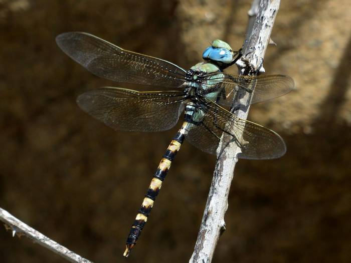 Magnificent Emperor Anax immaculifrons (Dave Smallshire)