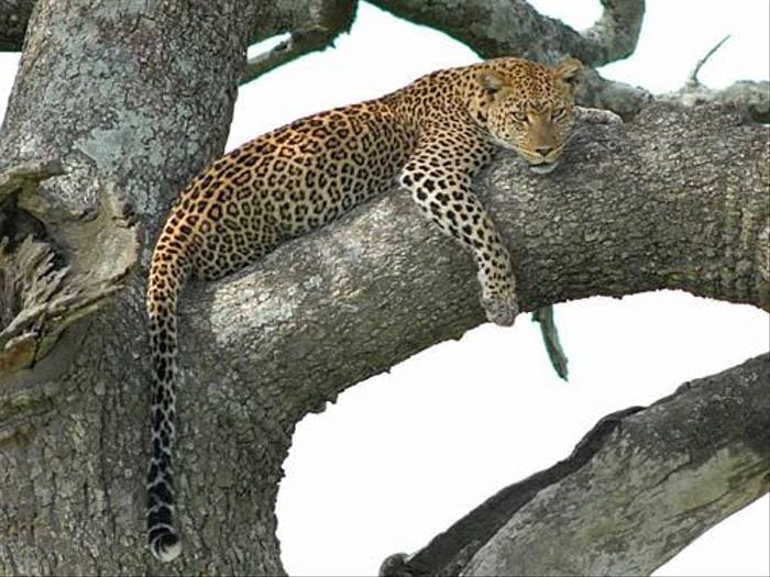 African Leopard (David Mercer)