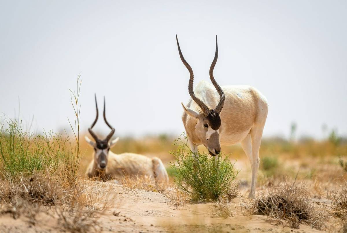 Addax © Adam Court, March 2026 tour