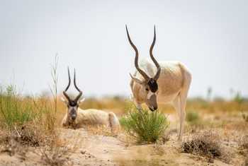 Addax © Adam Court, March 2026 tour