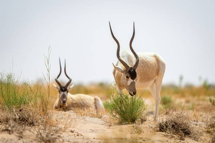 Addax © Adam Court, March 2026 tour