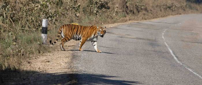 Tiger at Bardia NP (John Kennedy - Jan 2023)