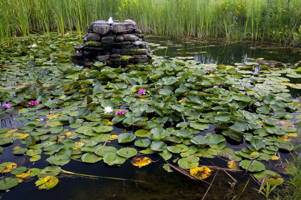 la-tourelle-Lily-Pond.jpg