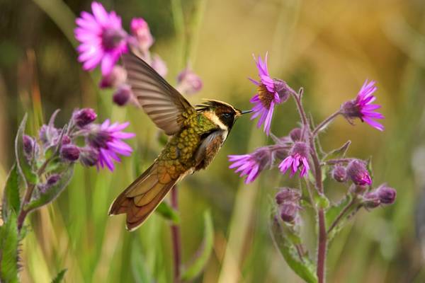 Colombia (Buffy Helmetcrest)