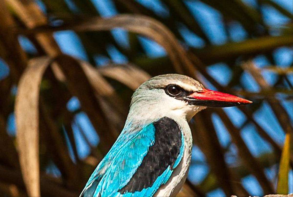 Woodland Kingfisher (Dave Montrevil)