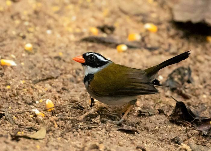 Orange-billed Sparrow (Nathaniel Dargue).jpg