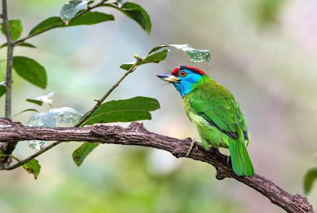 Blue Throated Barbet Shutterstock 523198258
