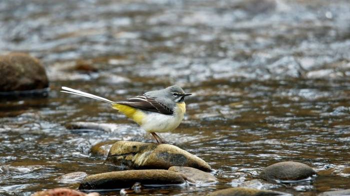 Grey Wagtail shutterstock_1695565186.jpg