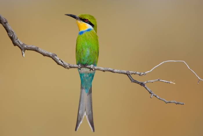 Swallow-tailed Bee-eater, South Africa (Johan Swanepoel).jpg