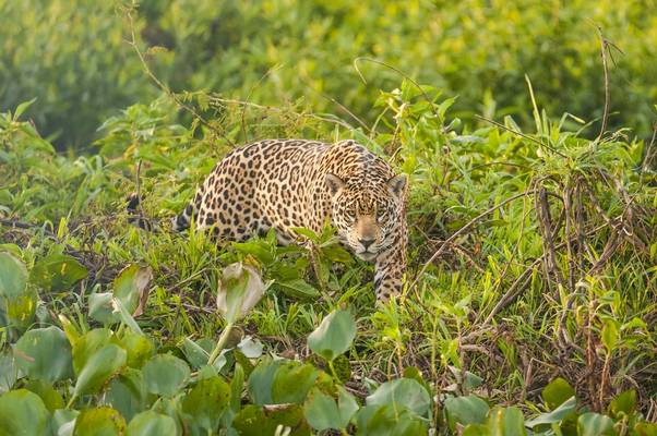 Jaguar Pantanal. Shutterstock 274258571