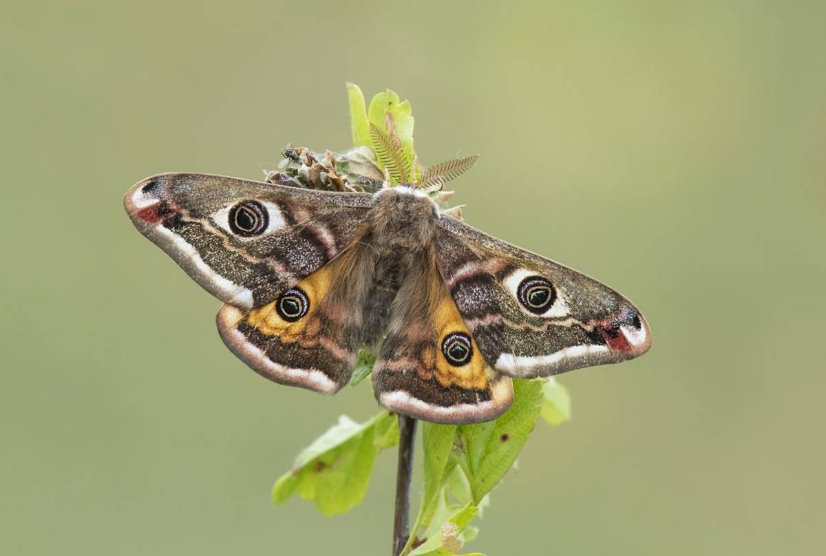 Emperor Moth (Bob Eade)