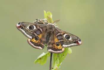 Emperor Moth (Bob Eade)