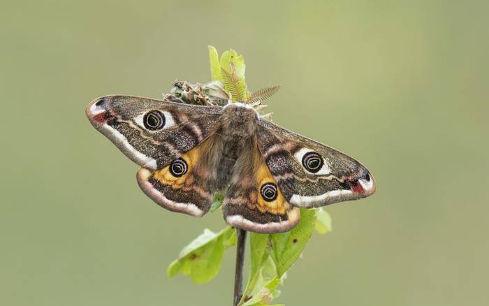 Emperor Moth (Bob Eade)