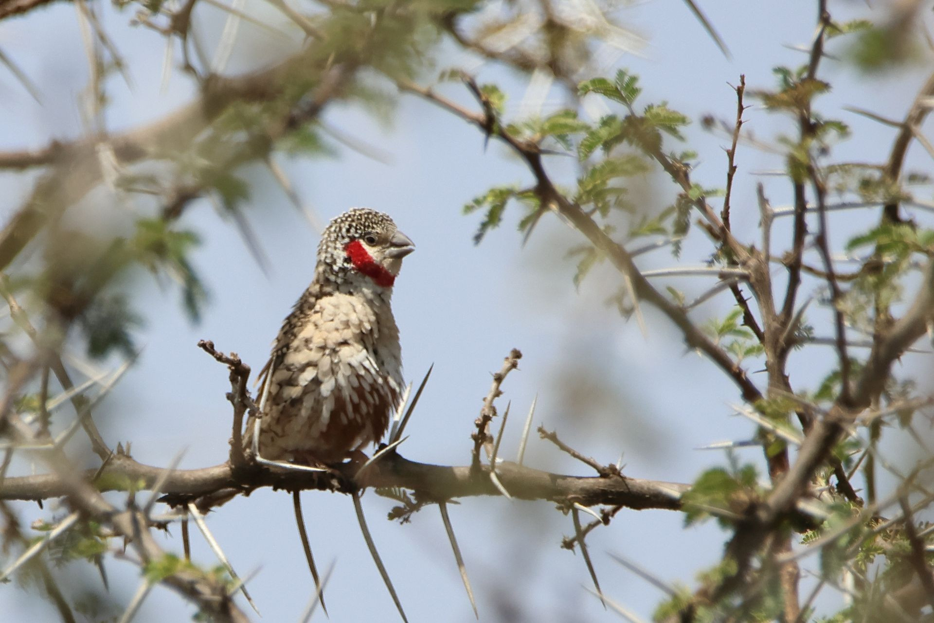 Cut-throat Finch Image