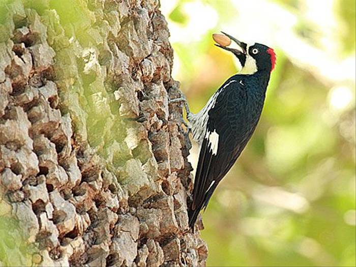 Acorn Woodpecker (Peter Dunn)