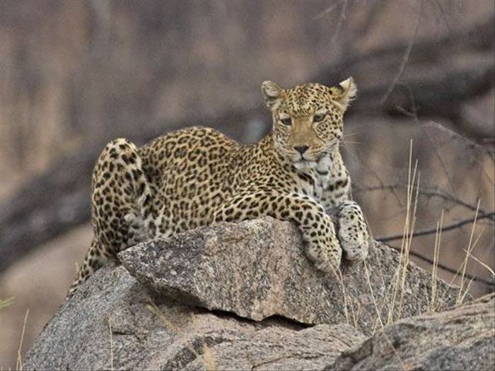 Leopard (Ron Foulkes)