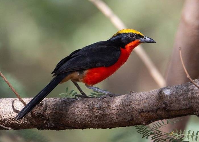 Yellow-crowned Gonolek, Ian Curran.jpg