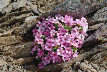 Alpine rock-jasmine