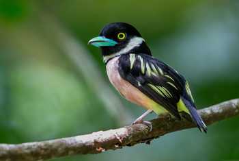 Black-and-Yellow Broadbill shutterstock_2044091924.jpg