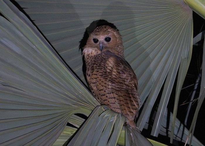 Pel's Fishing Owl, Ian Curran.jpg