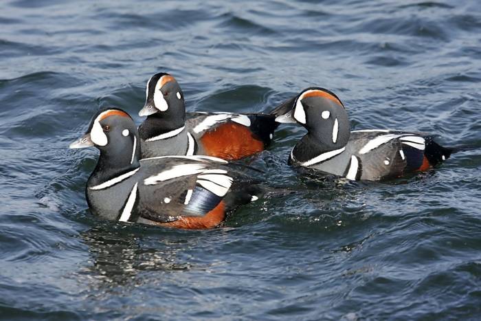 Harlequin Ducks. shutterstock_24709375.jpg