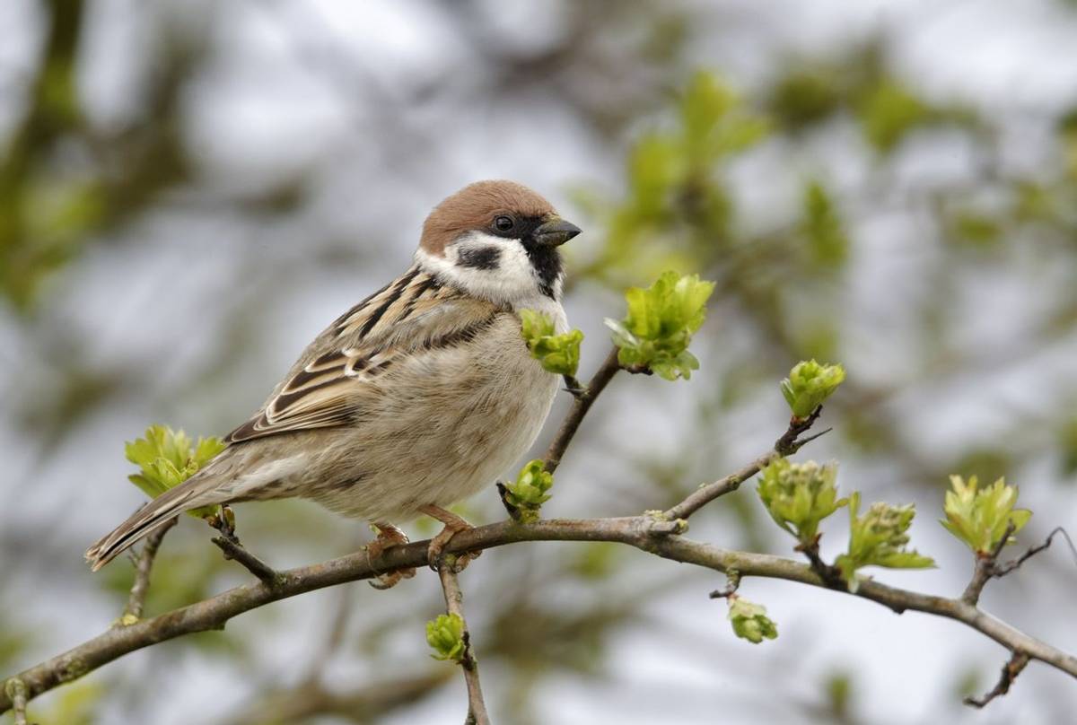 Tree Sparrow shutterstock_148122197.jpg