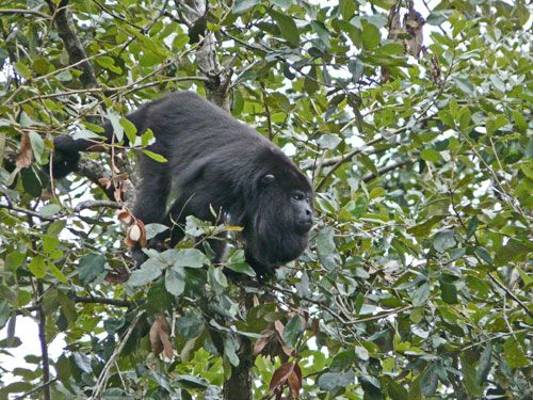 Howler Monkey (Christine George)