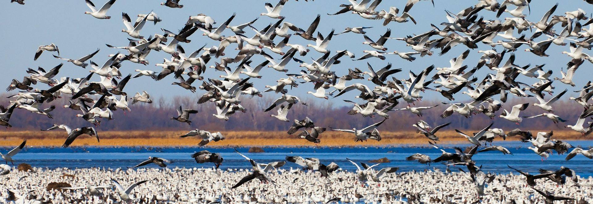 Snow Geese shutterstock_98390402.jpg in-viewport