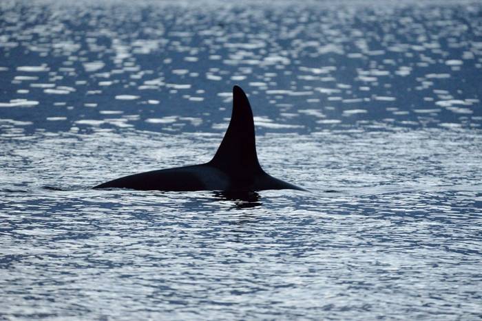 Orca by Mario Acquarone