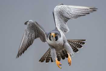 Peregrine Falcon shutterstock_1113051122.jpg