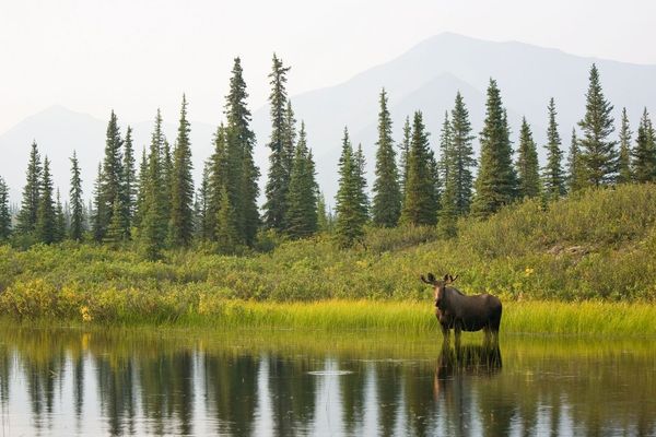 alaska-wildland-adventures-coast-to-denali-Moose-Denali-National-Park.jpg