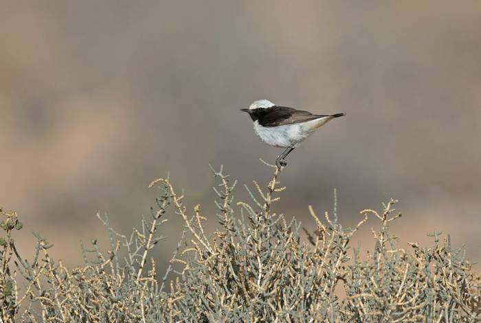 Mourning Wheatear