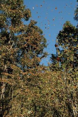 Monarch Butterflies (Paul Stanbury)