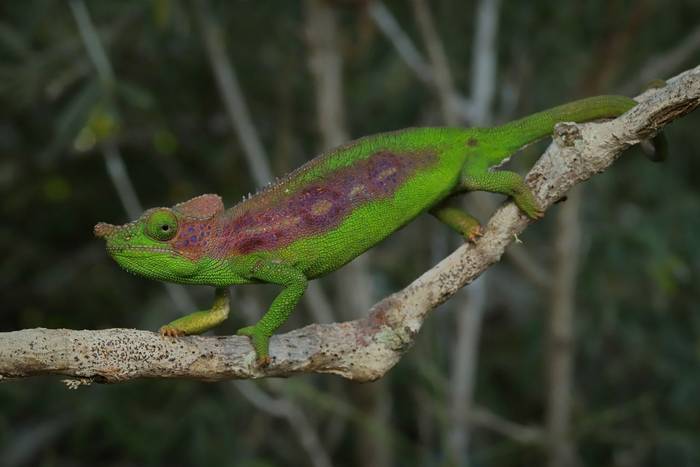 Antimena Chameleon (Furcifer antimena) female © Bobby and Laura Bok, March 2026