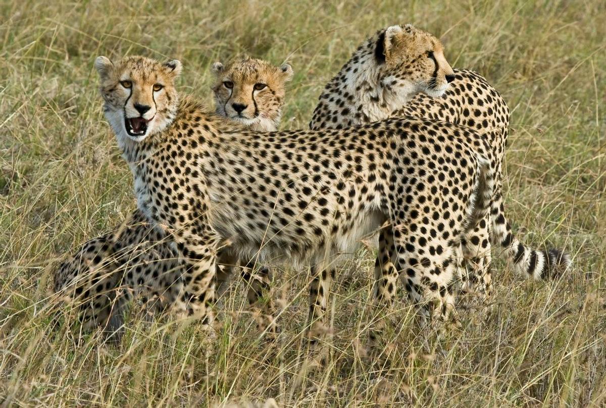 Masai Mara,  Cheetah 0090