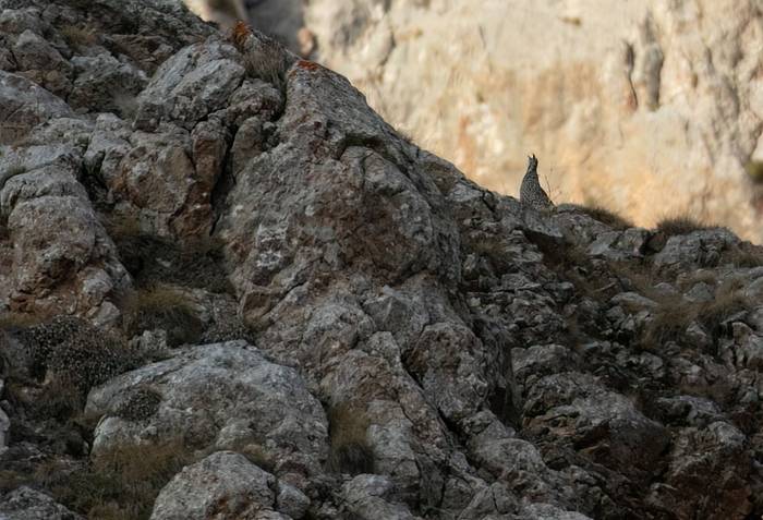 Caspian Snowcock © Chris Griffin, May 2025.jpg