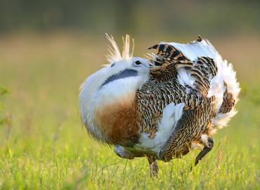 Extremadura in Spring - A Beginner Birdwatching Tour