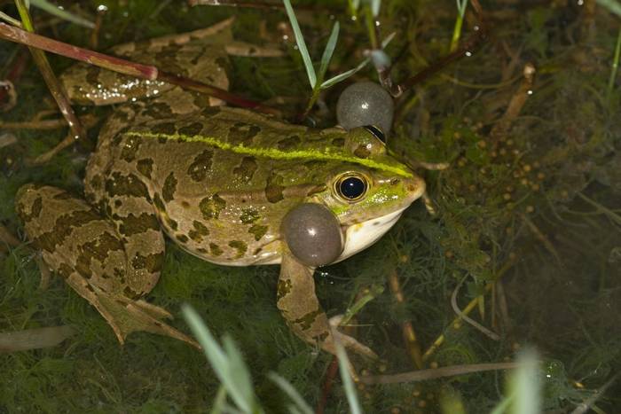 Albanian Pool Frog (Pelophylax shqipericus) - © Edvard Miszei