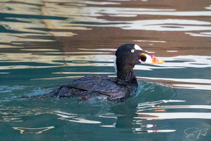 Surf Scoter (Sara Frost) (2).jpg