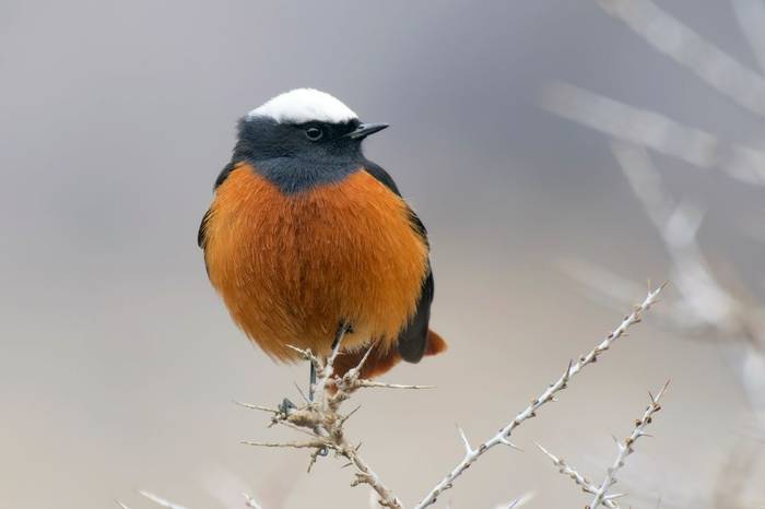 Güldenstädt's Redstart