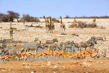 Etosha Pan Namibia Shutterstock 252393763