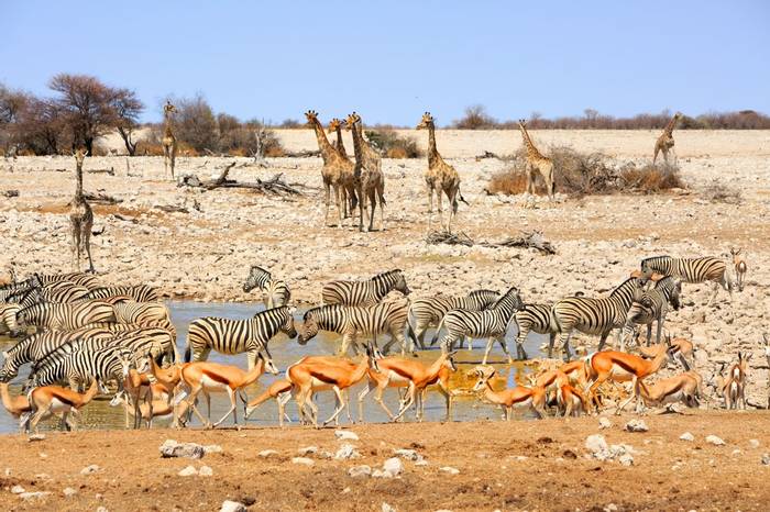 Etosha Pan Namibia Shutterstock 252393763
