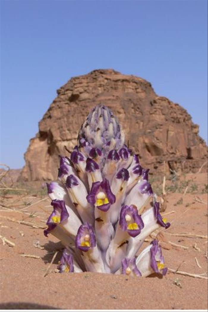 Desert Broomrape Flower (Tim Melling)