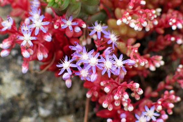 Azure Stonecrop, Sedum caerulium (Paul Harmes)