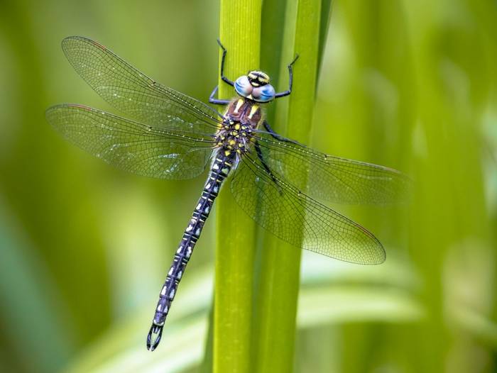 Hairy Dragonfly shutterstock_1282913242.jpg