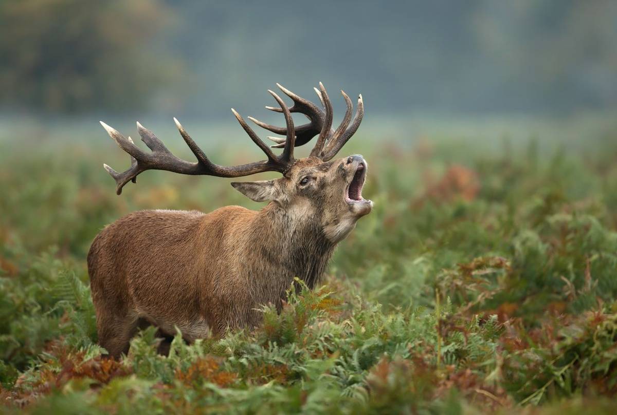 Red Deer shutterstock_1210413814.jpg